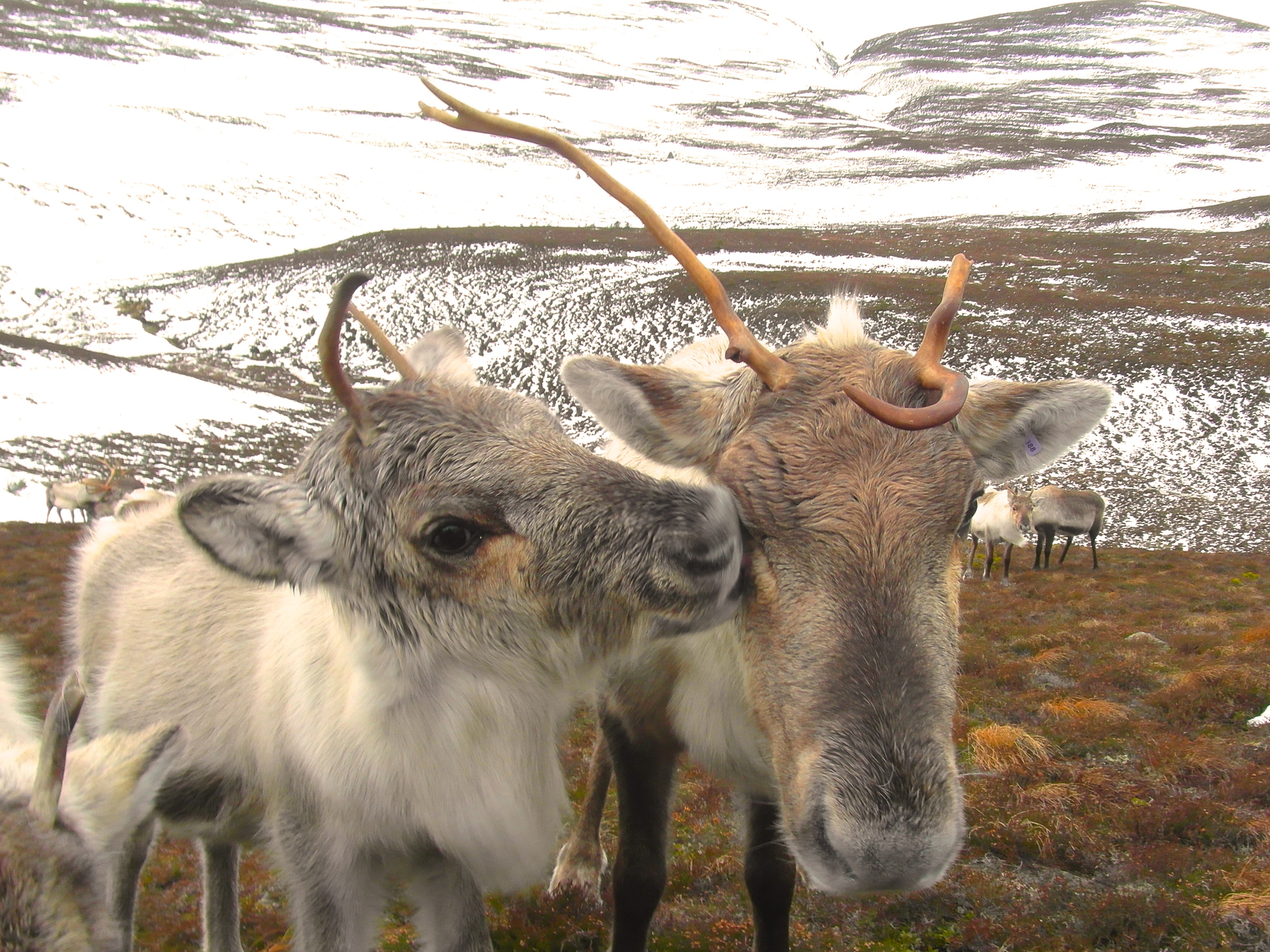 Reindeer cow and calf cuddling up in the Cairngorm Mountains, Scotland. Image Credit: Andi Probert, Dreamstime.