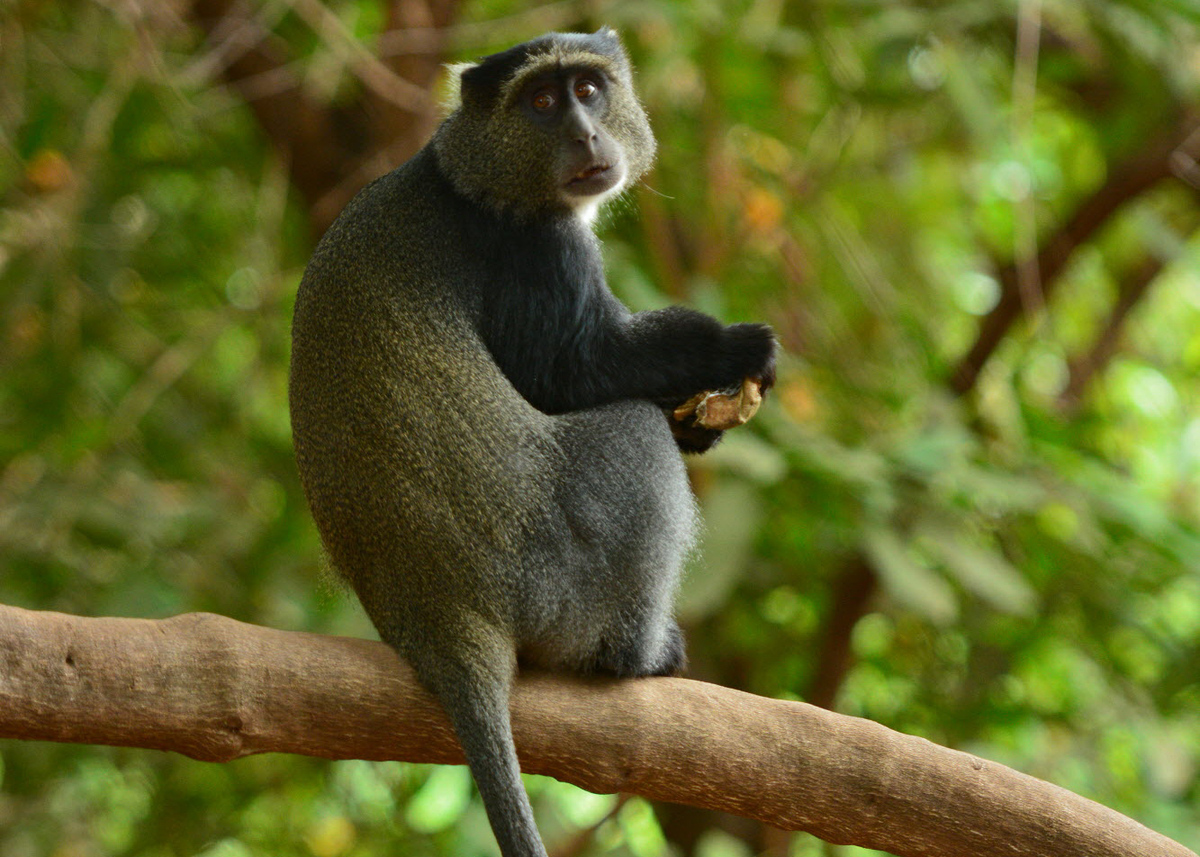 red and blue faced monkey