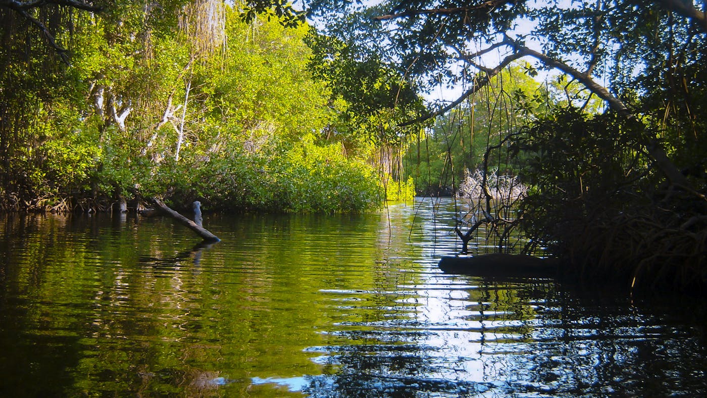 Guianan Forests & Savanna (NT21)