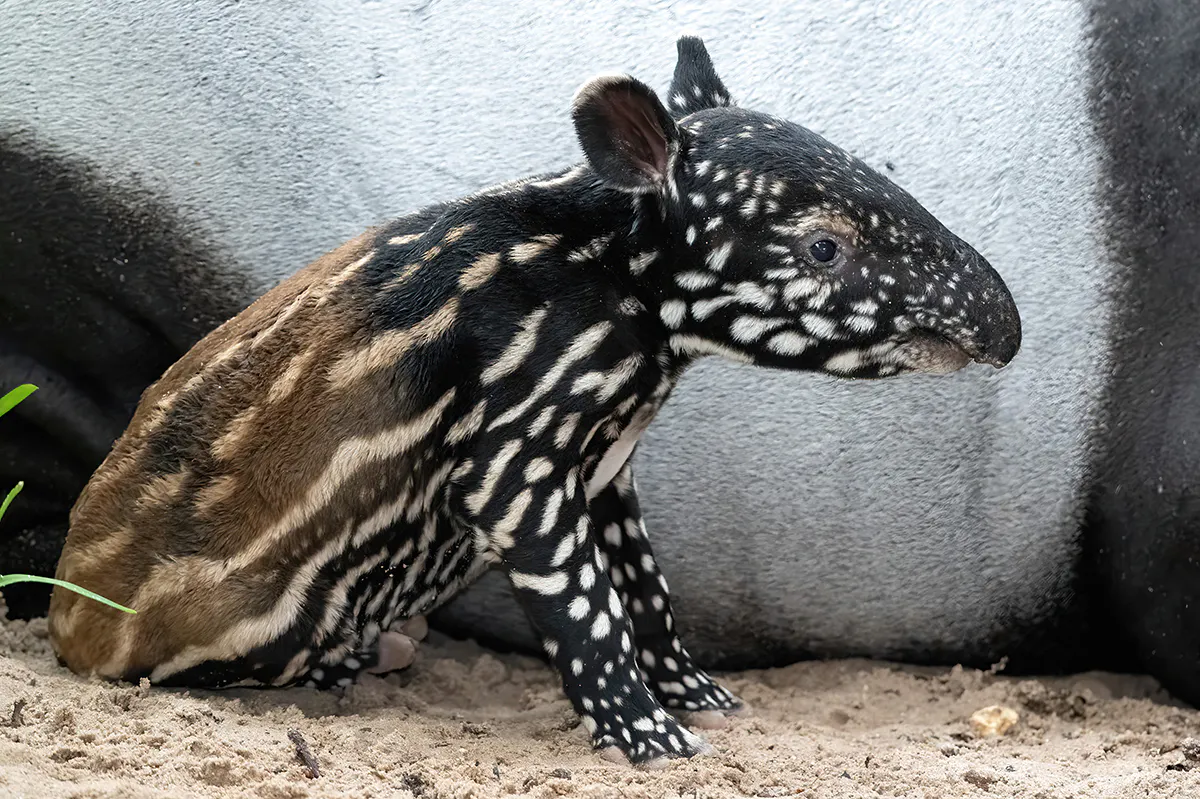 Malayan tapir calves are born with brown coats covered in white stripes and spots, helping them blend into the dappled light of the rainforest. Image Credit: Flickr. Malayan tapir calves are born with brown coats covered in white stripes and spots, helping them blend into the dappled light of the rainforest. Image Credit: Flickr.