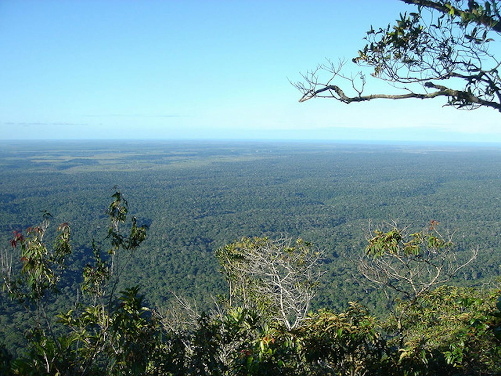 Bahia Coastal Forests