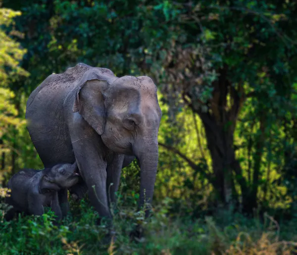 Ten projects saving wildlife around the world