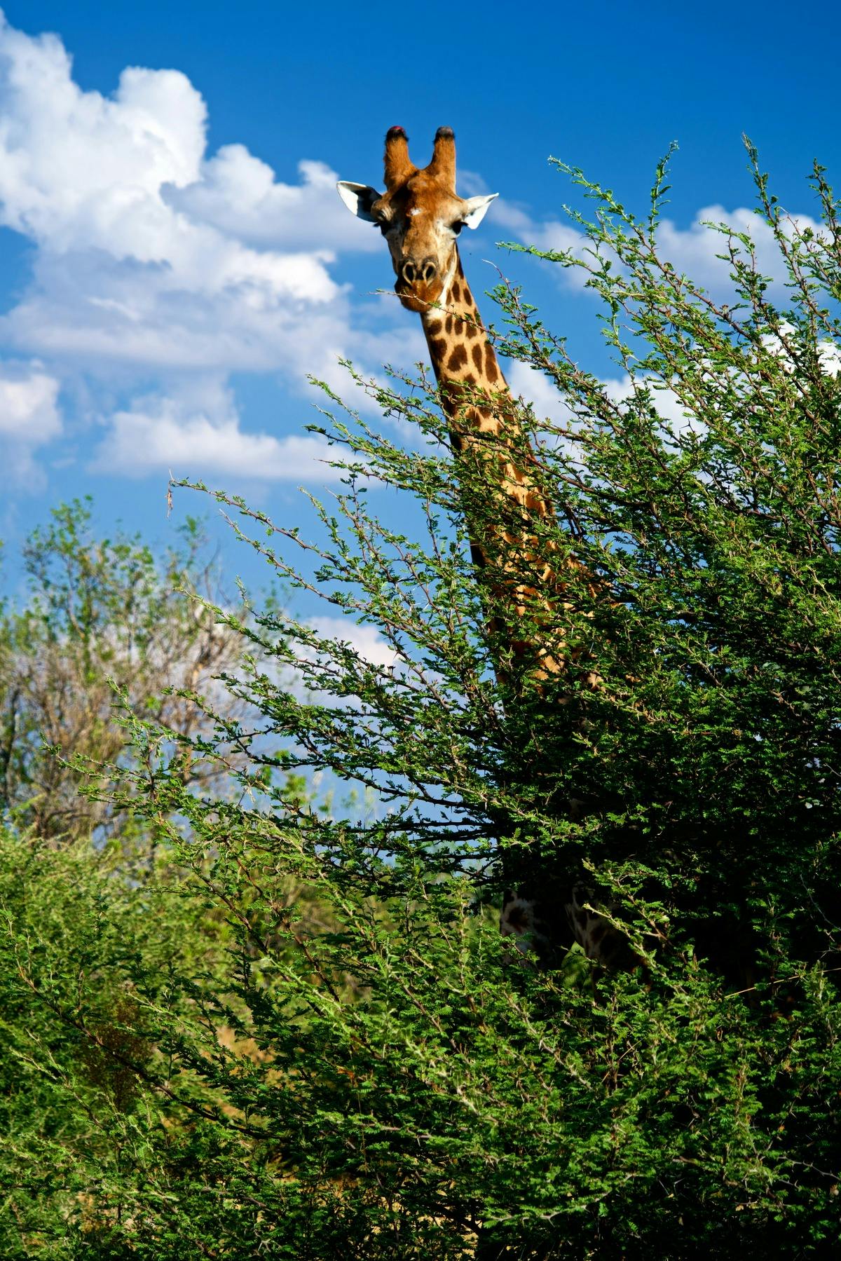 Giraffe in Moremi Park, Botswana. Creative Commons, Yannick Beaudoin, 2016.