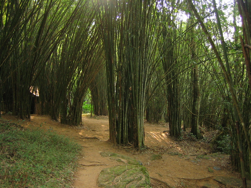 Bamboo grove, Nam Nao National Park, Bambuswald, Photo von Martin Püschel, 28.02.2006