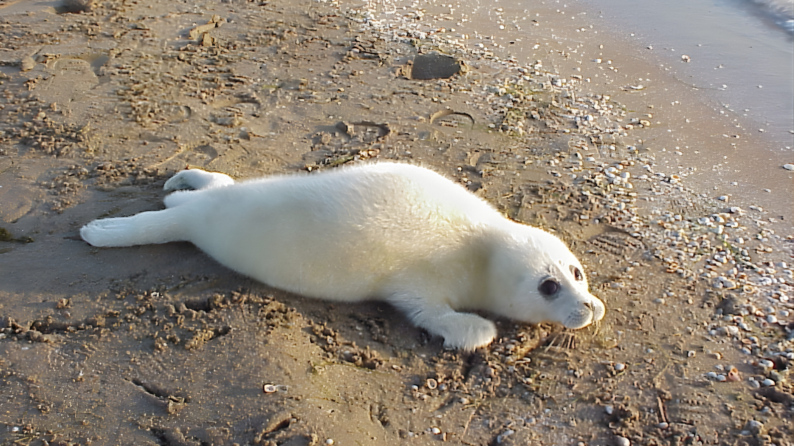 A Caspian seal pup. Image Credit: Pavel Erokhin, Caspian Seal Project. A Caspian seal pup. Image Credit: Pavel Erokhin, Caspian Seal Project.