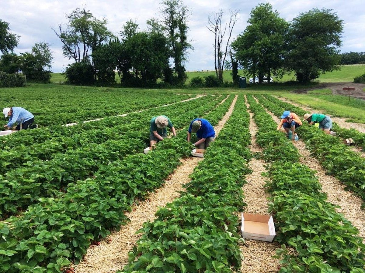 Gleaning: no produce left behind