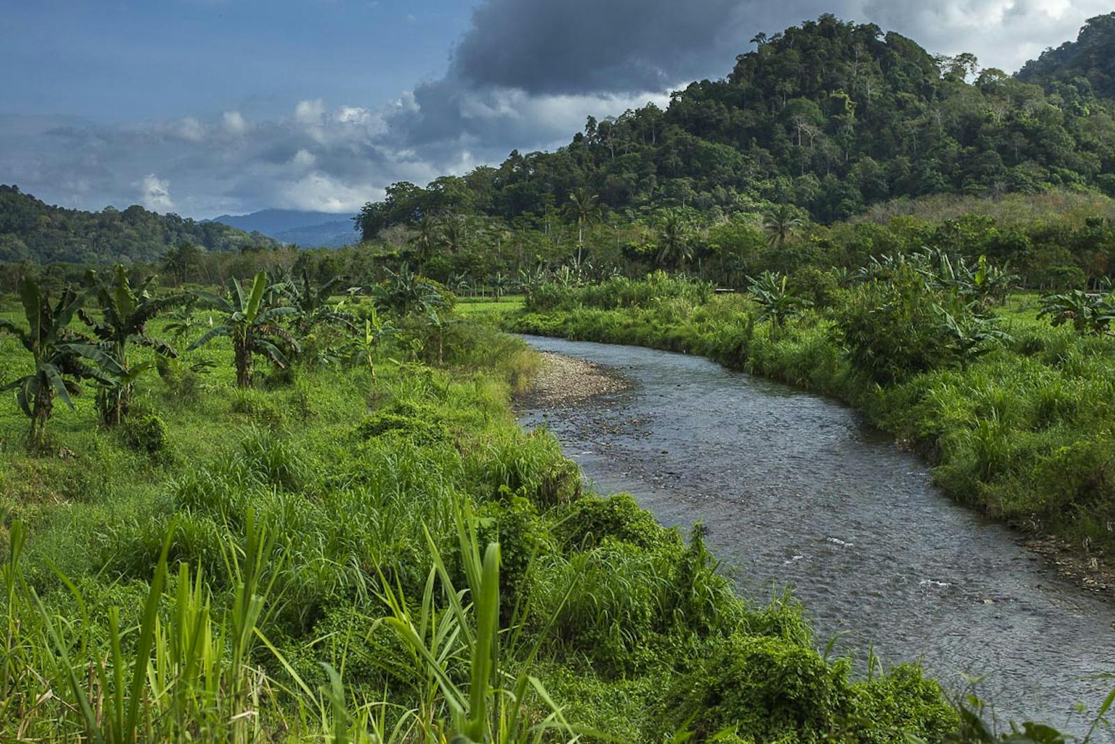 Eastern Java-Bali Rainforests