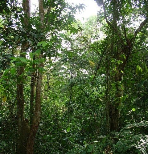 Western Congolian Swamp Forests | One Earth