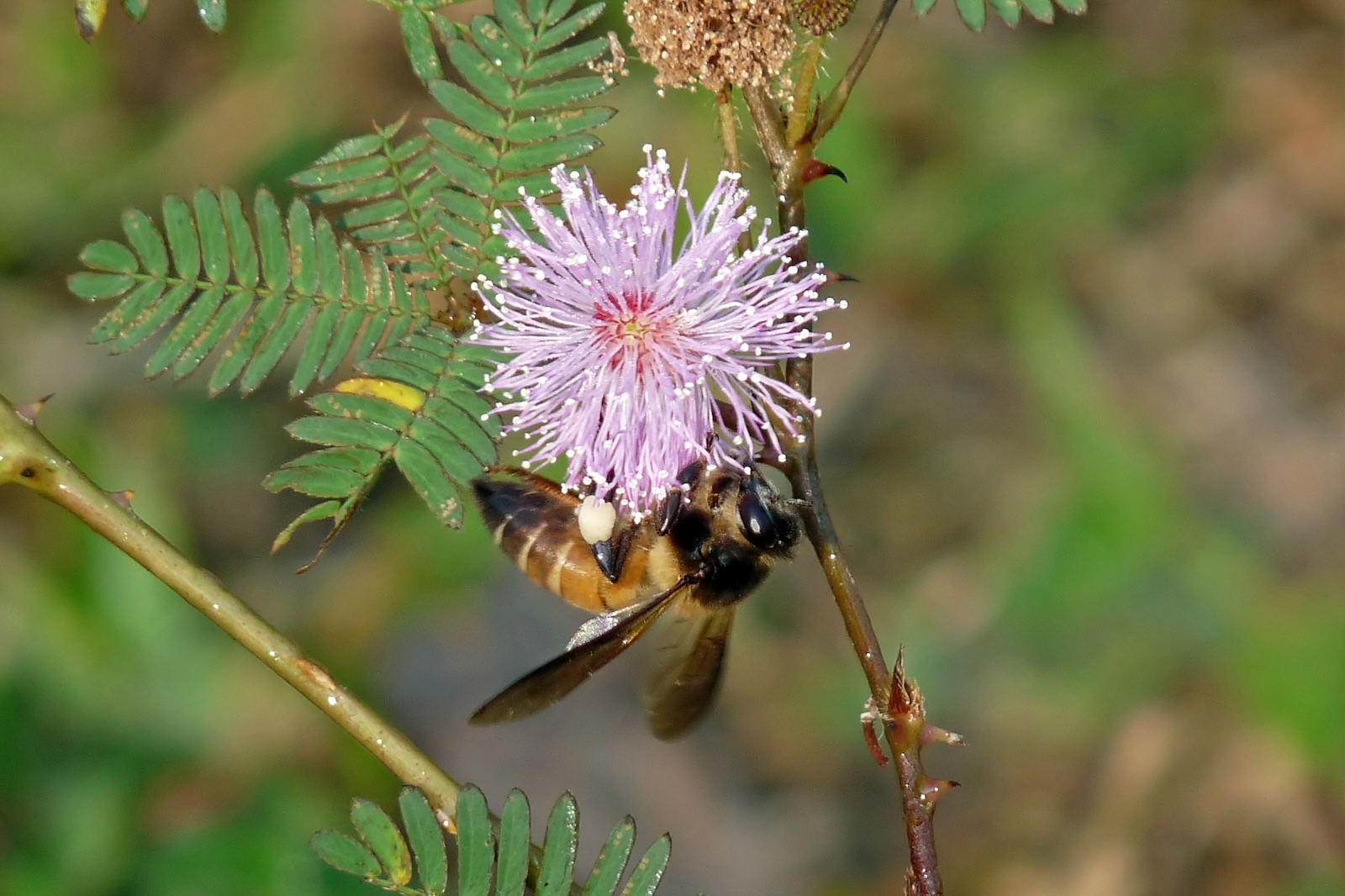 Giant honey bee (Apis dorsata) collecting pollen on a Mimosa pudica flower, Kadavoor.