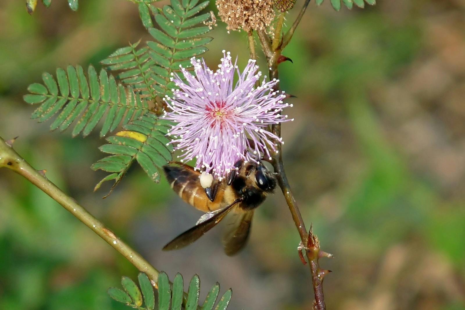 Nearly 90% of wild flowering plants depend on animal pollinators for seed production.