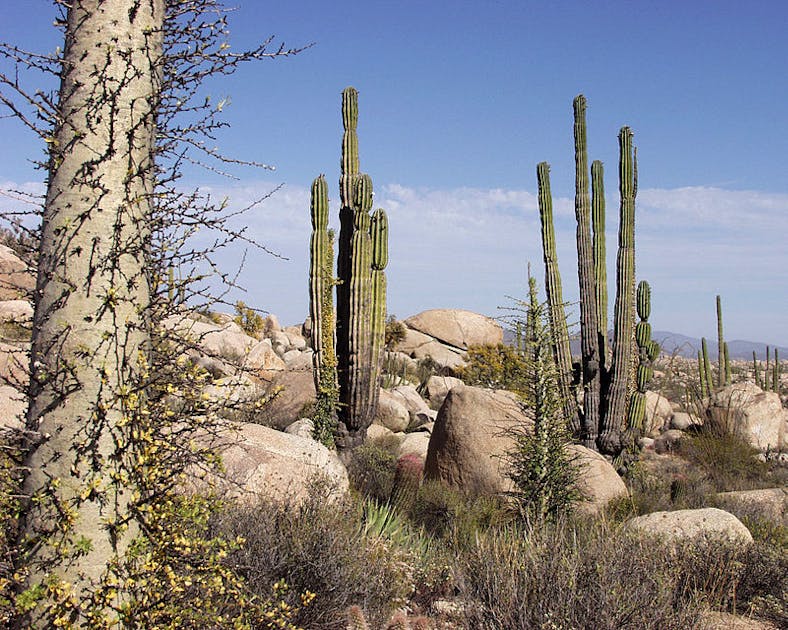 Baja California & Southern Deserts (NA30) | One Earth