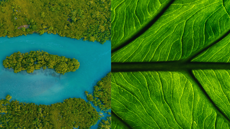 Mangrove swamp vs. alocasia leaf. Image Credit: Jacob Varghese, Canva.