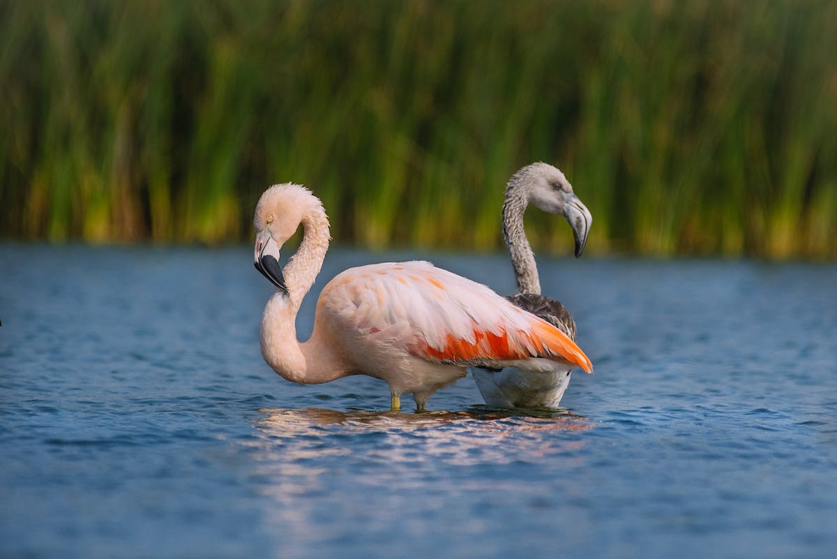 Los Pantanos de Villa: Conoce al área protegida clave para la conservación de aves de América