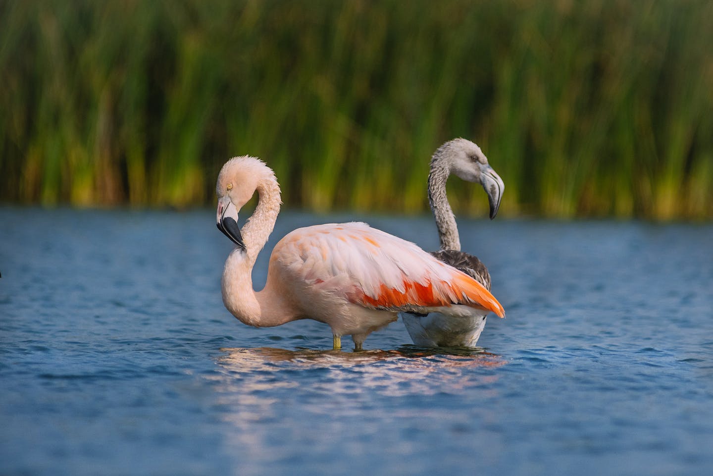 Los Pantanos de Villa: Conoce al área protegida clave para la conservación de aves de América