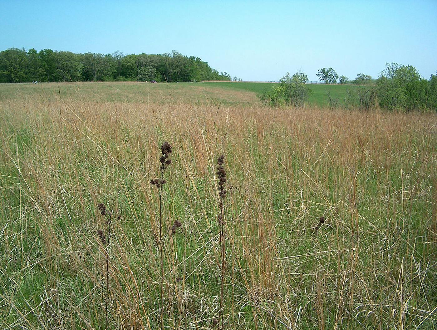 Midwestern Tallgrass Prairie & Forest Transition (NA21)