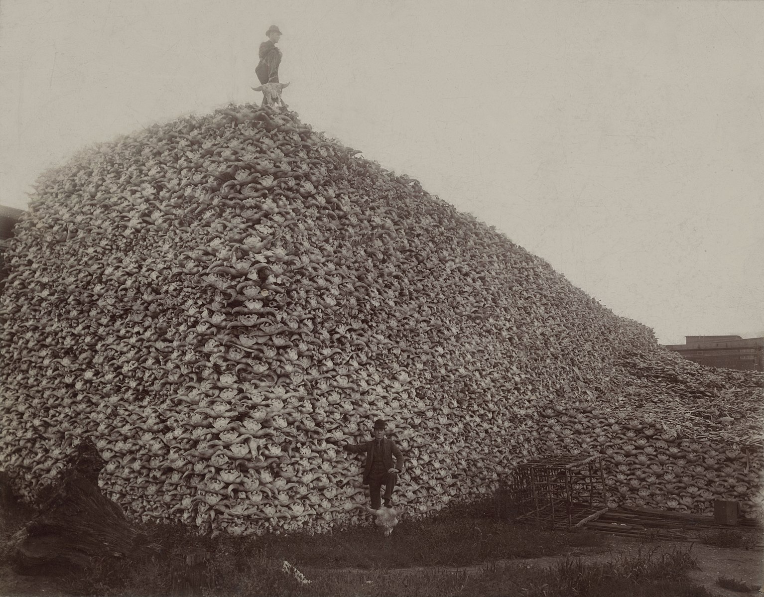 One of the infamous photographs of a pile of bison skulls, depicting the mass slaughter of the American buffalo, taken in the mid-1870s. Image Credit: Wiki Commons.