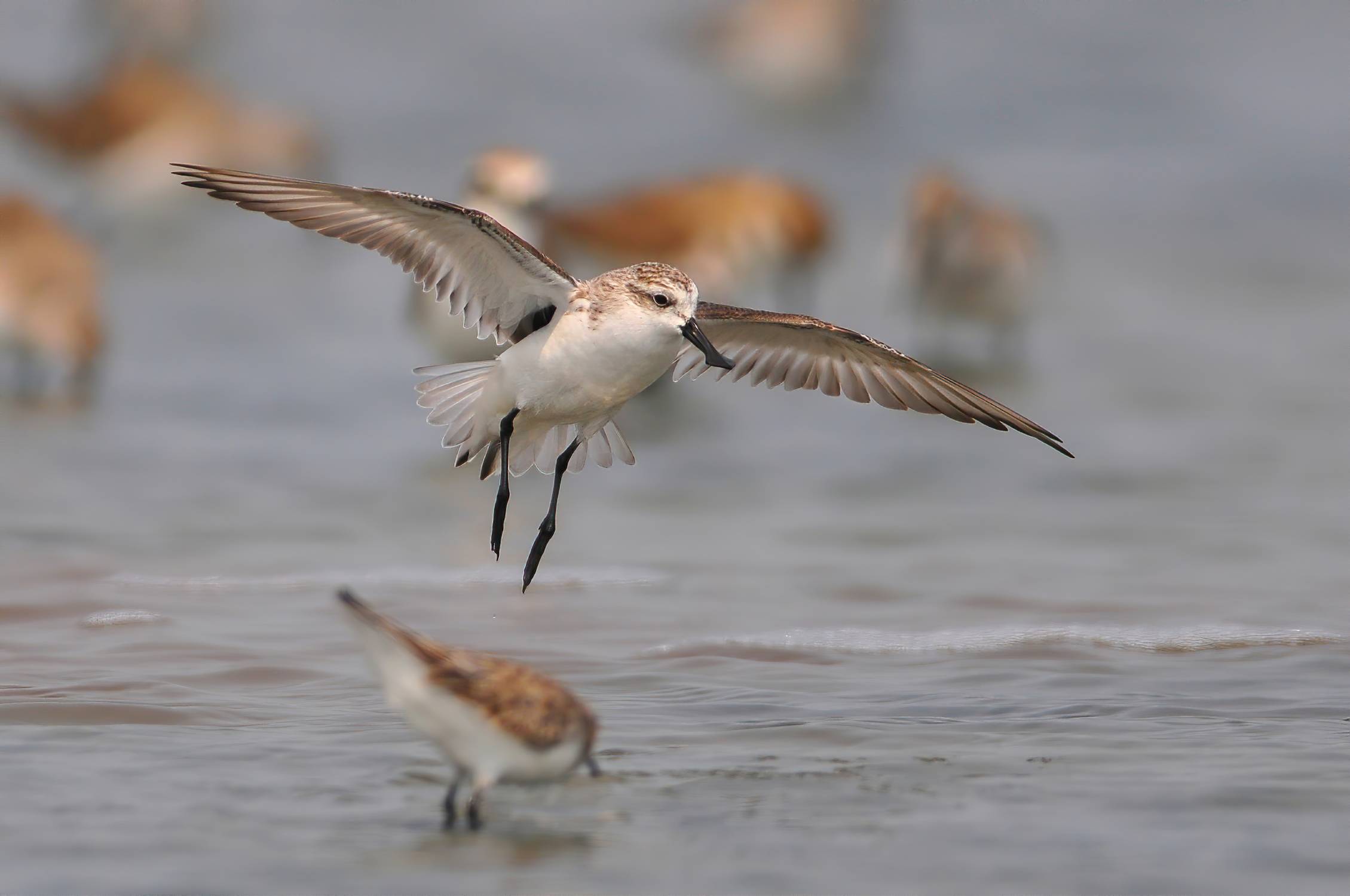 Spoon-billed sandpiper flying, one of the most rare and endangered birds. Photo ID 189612398 © Chamnan Phanthong | Dreamstime.com