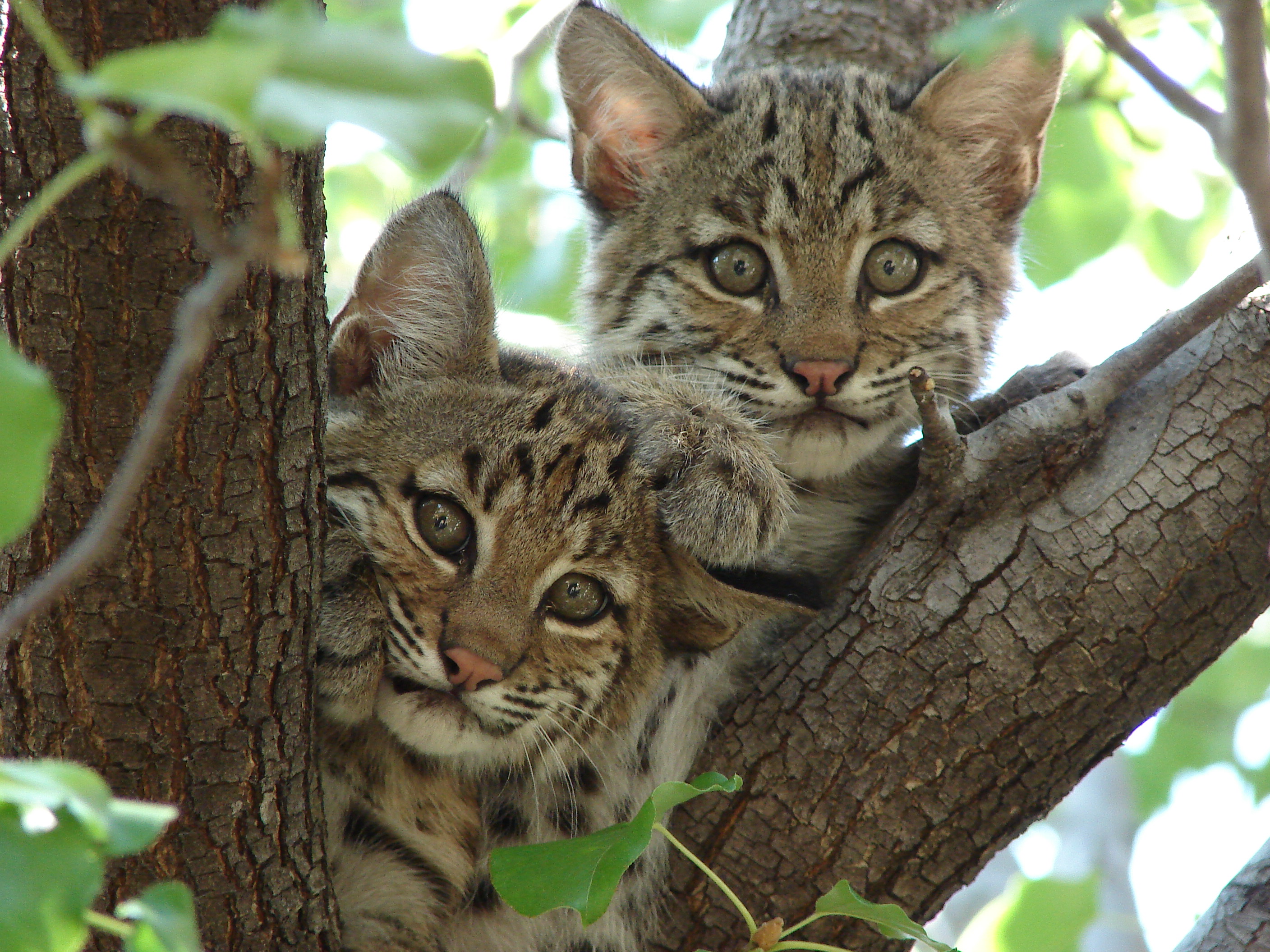 Bobcat kittens (Lynx rufus). Image credit: Summer M. Tribble, Creative Commons