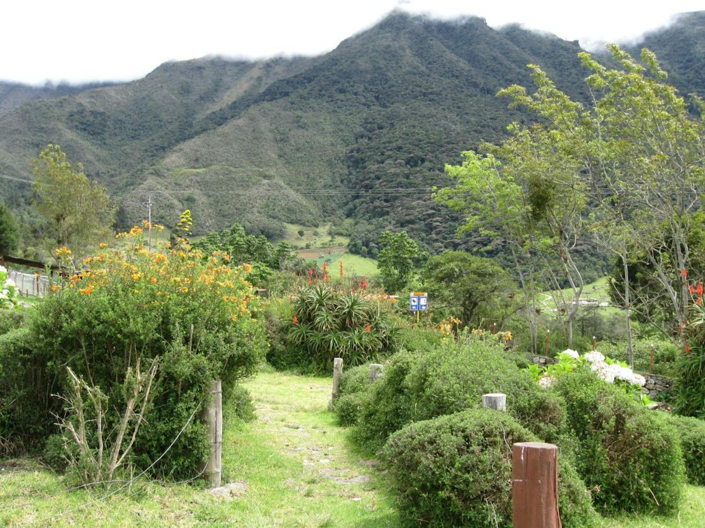 Andean Mountain Forests & Valleys (NT11)