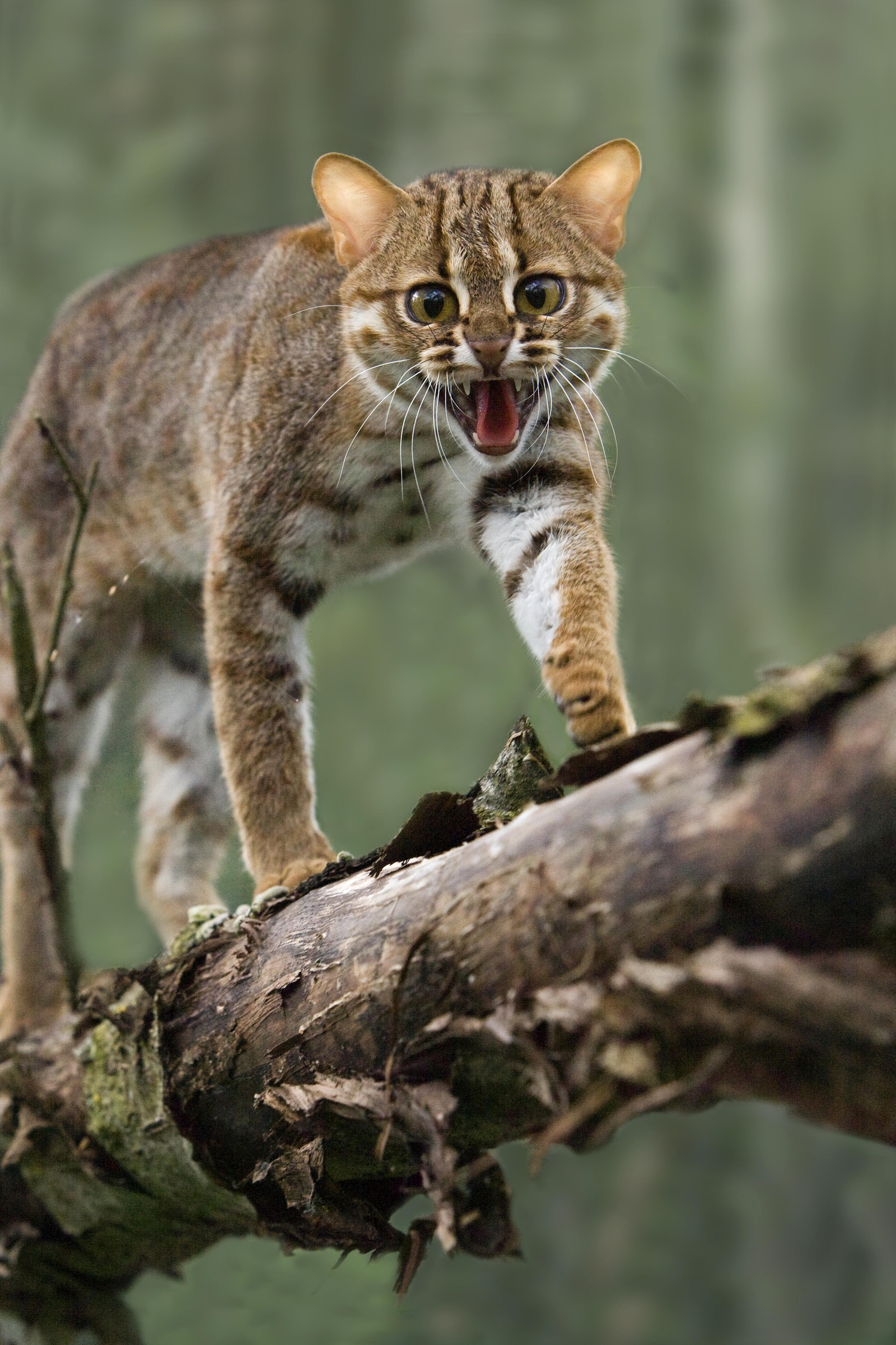 Though it hunts mainly on the ground, rusty-spotted cats climb trees to escape predators or survey their surroundings. Image Credit: © Slowmotiongli, Dreamstime. Though it hunts mainly on the ground, rusty-spotted cats climb trees to escape predators or survey their surroundings. Image Credit: © Slowmotiongli, Dreamstime.