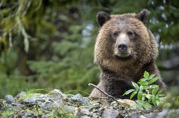 The grizzly bear: Surprisingly, the world's most flexible large mammal