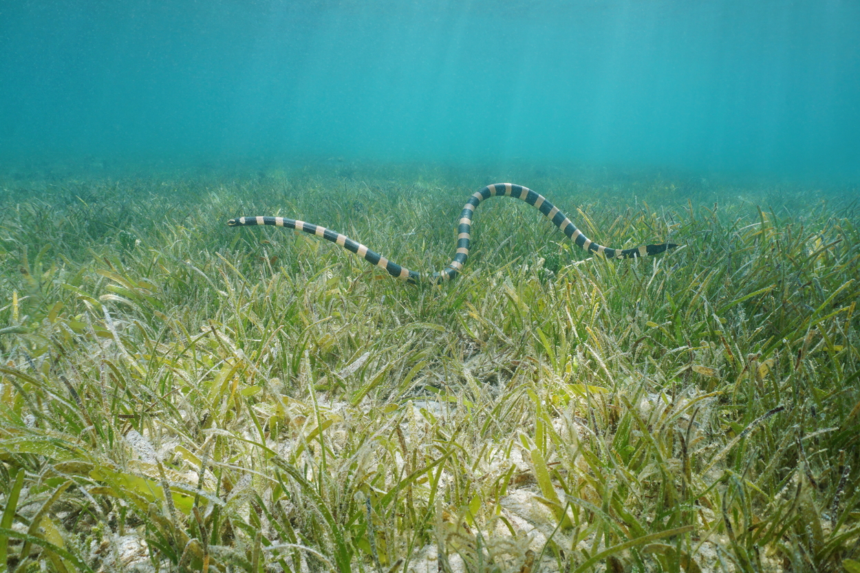 Sea snake underwater, banded sea krait, Laticauda colubrina, hunting on a grassy seabed, south Pacific ocean, New Caledonia
