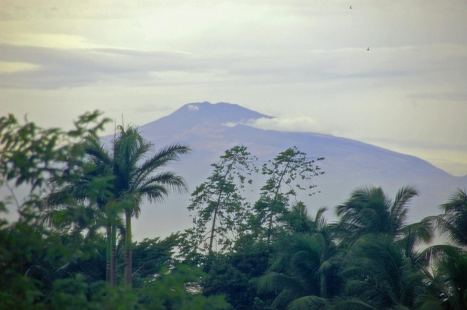 Mount Cameroon and Bioko Montane Forests