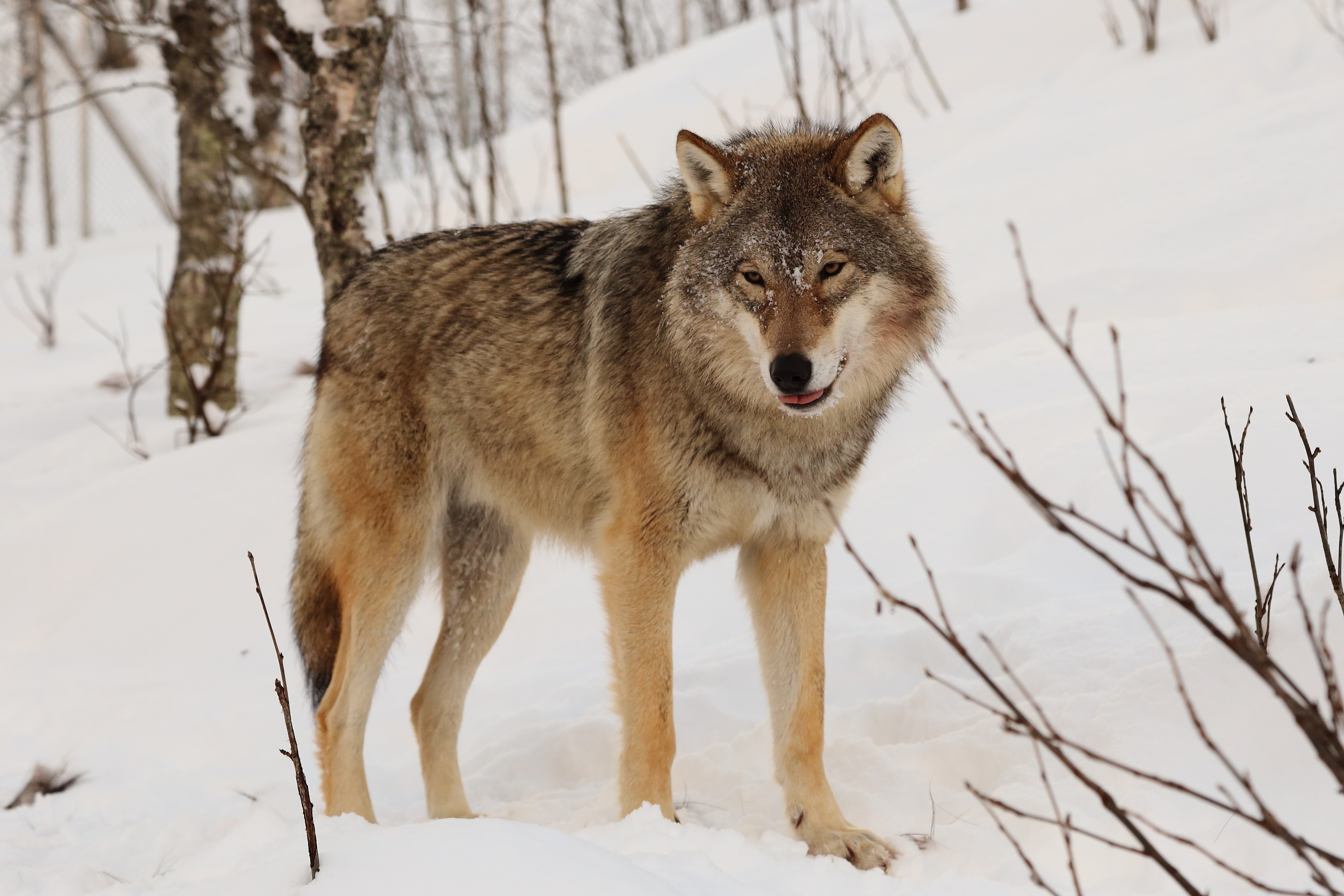 Eurasian wolf (Canis lupus lupus). Image credit: CC by SA 4.0, Mas3cf