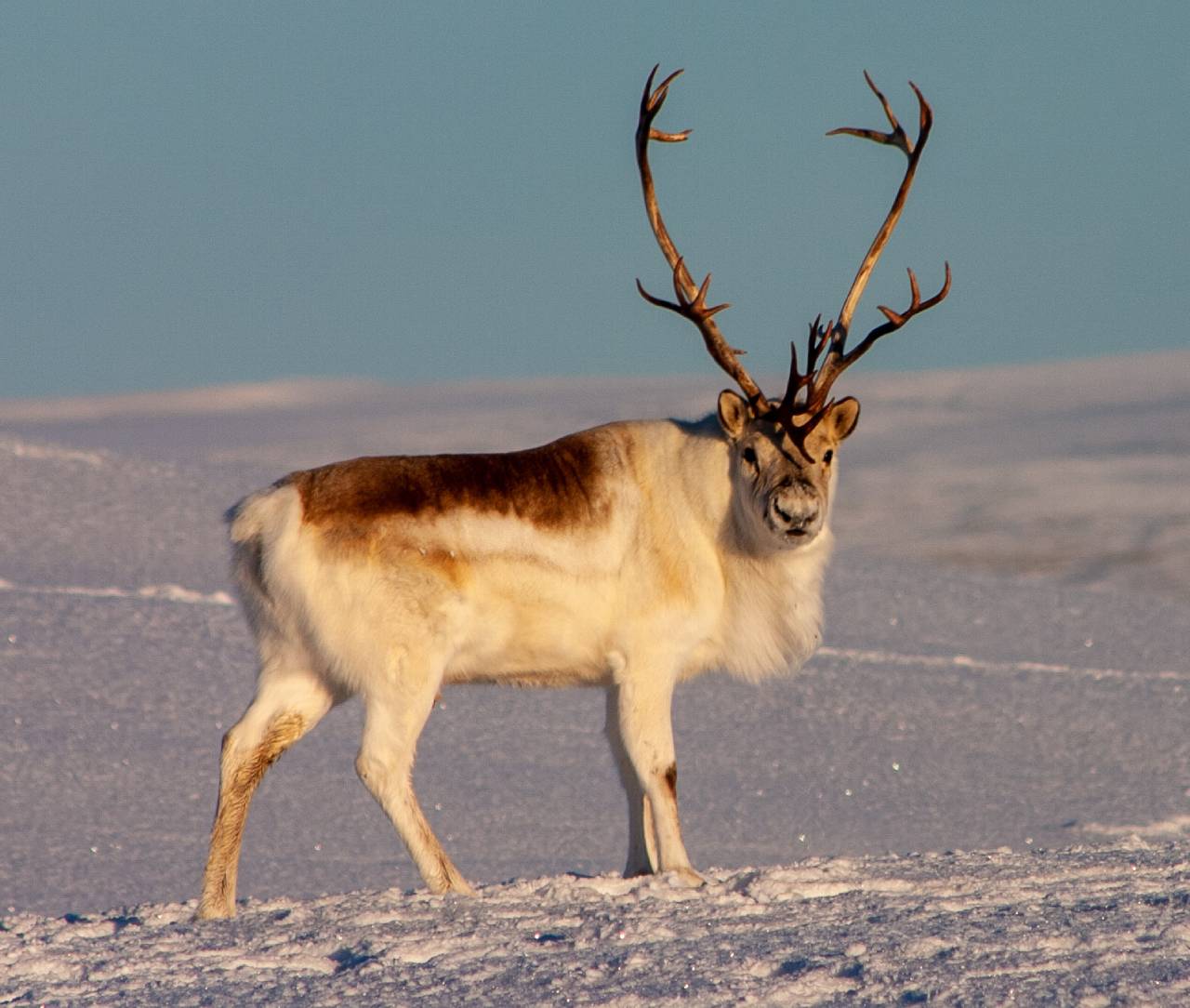 arctic tundra animals and plants