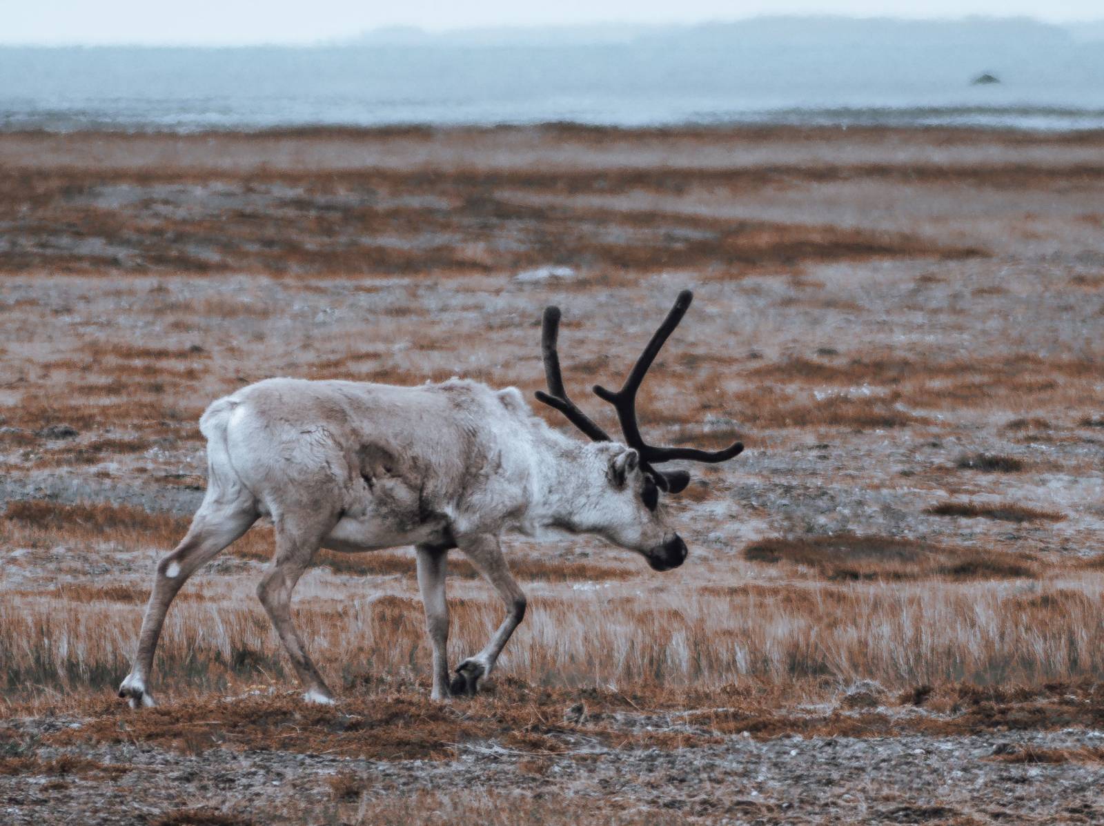 The peary caribou (Rangifer arcticus pearyi)is a subspecies of caribou found in the High Arctic islands of Nunavut and the Northwest Territories in Canada. Image credit: © Wirestock | Dreamstime