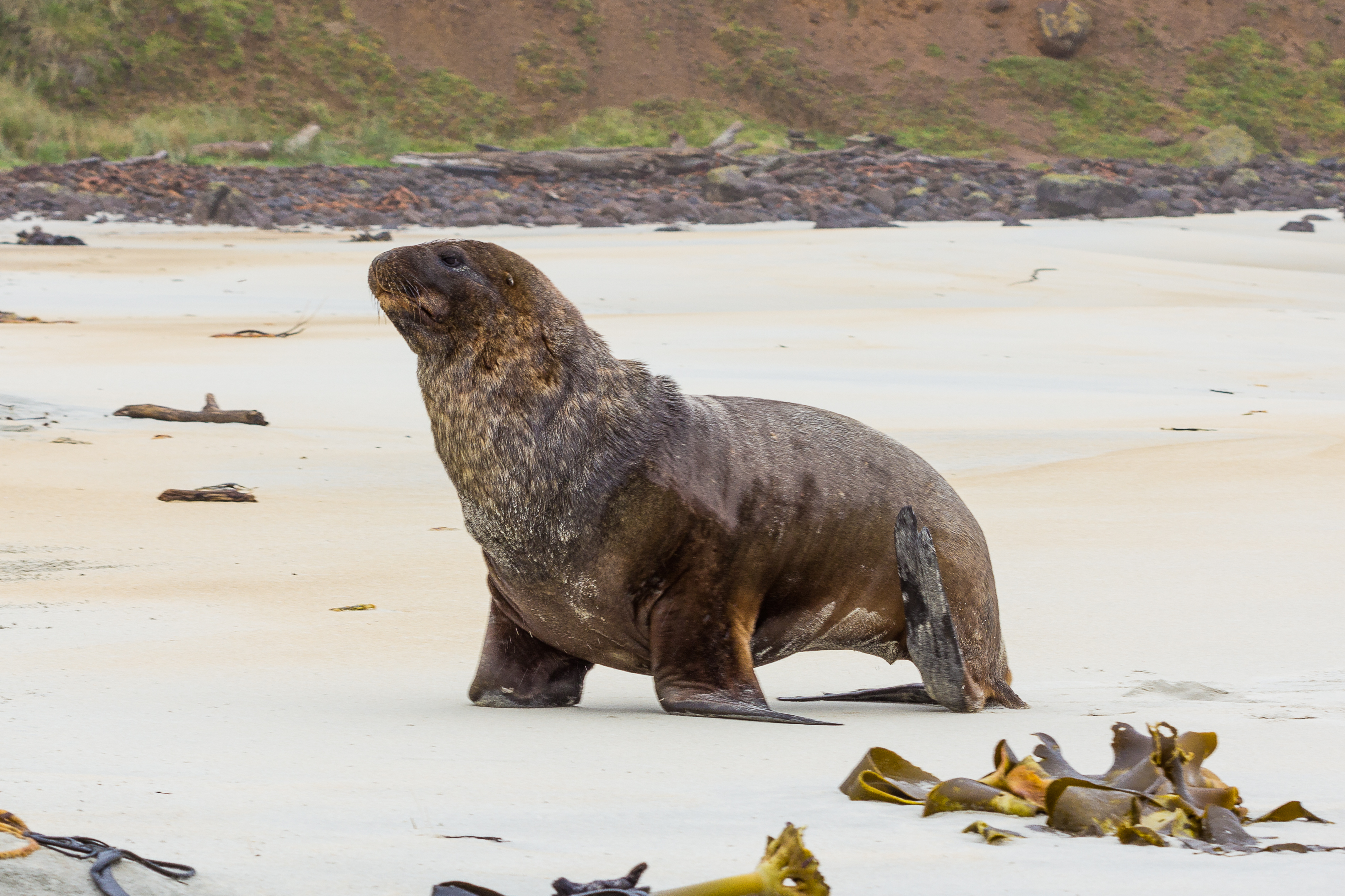 New Zealand Sea Lion. Image credit: Haus, Wikipedia (CC by 4.0)