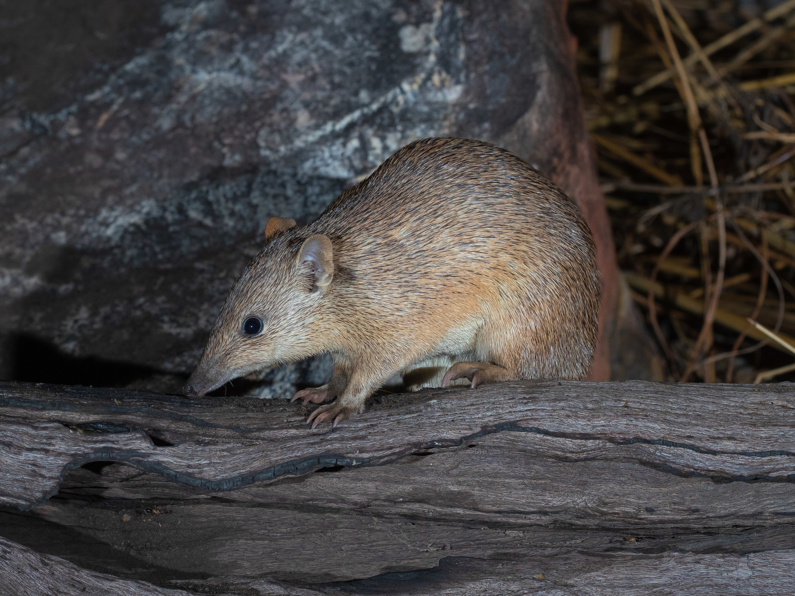 As with most bandicoots, the golden bandicoot has a long, flat, pointy nose. It is an omnivore, consuming succulents, insects, plant bulbs, and small reptiles. Image Credit: Brad Leue, AustralianWildlife.org.