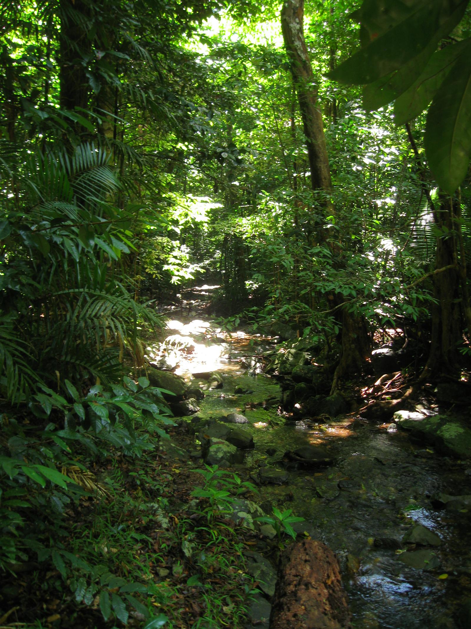 Queensland Tropical Rainforests