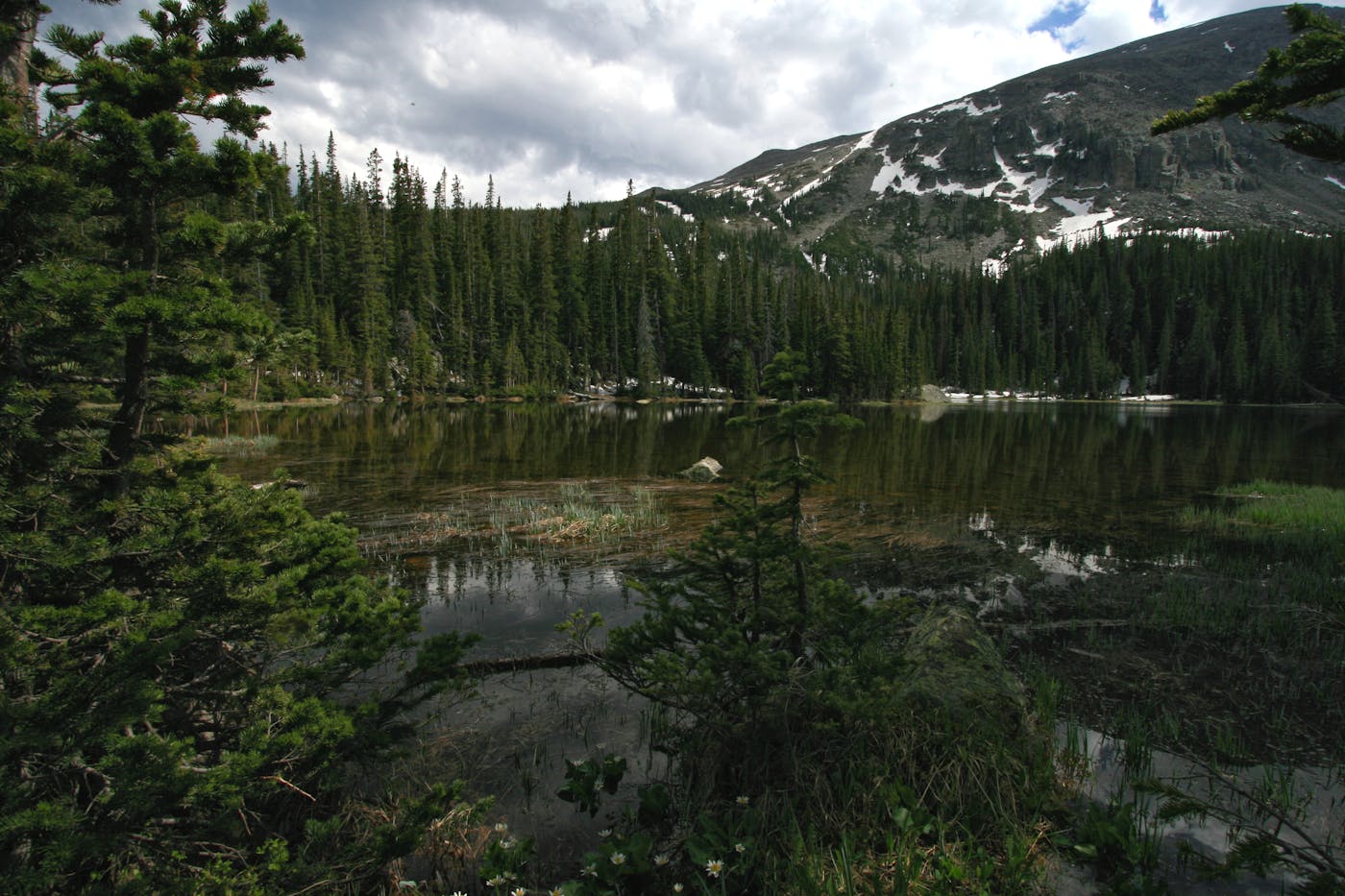 Colorado Plateau & Mountain Forests (NA19)