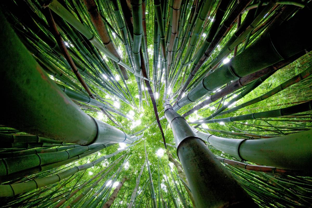 Bamboo forest in Hana, Kipahulu, Maui, Hawaii. Photo ID 12058966 © Idreamphotos | Dreamstime.com