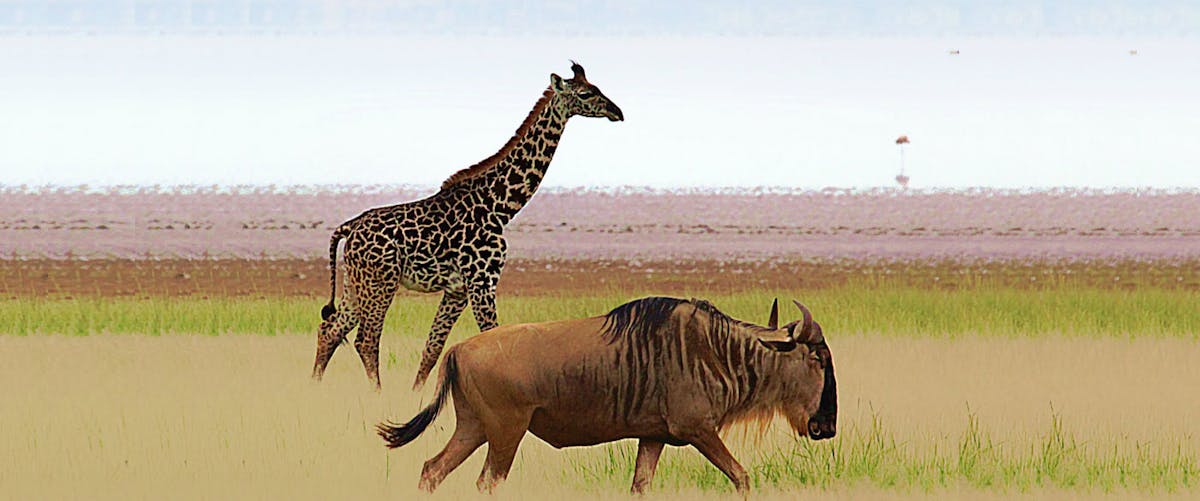 Tanzanian community wildlife management areas are successfully conserving wildlife | One Earth Tanzanian community wildlife management areas are successfully conserving wildlife | One Earth