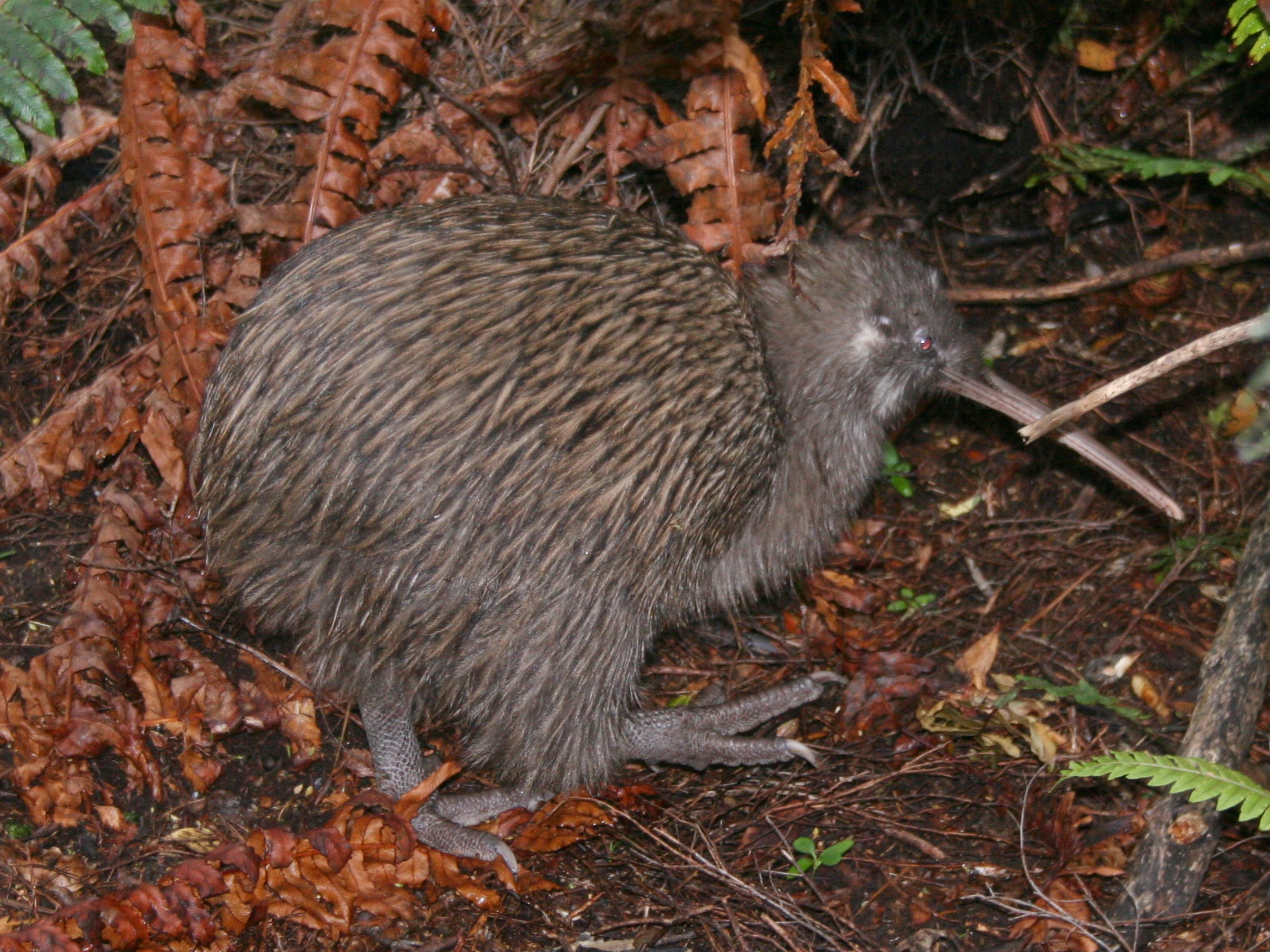 Southern Brown Kiwi. Image credit: Wikipedia, Glen Fergus (CC by 2.5 SA)
