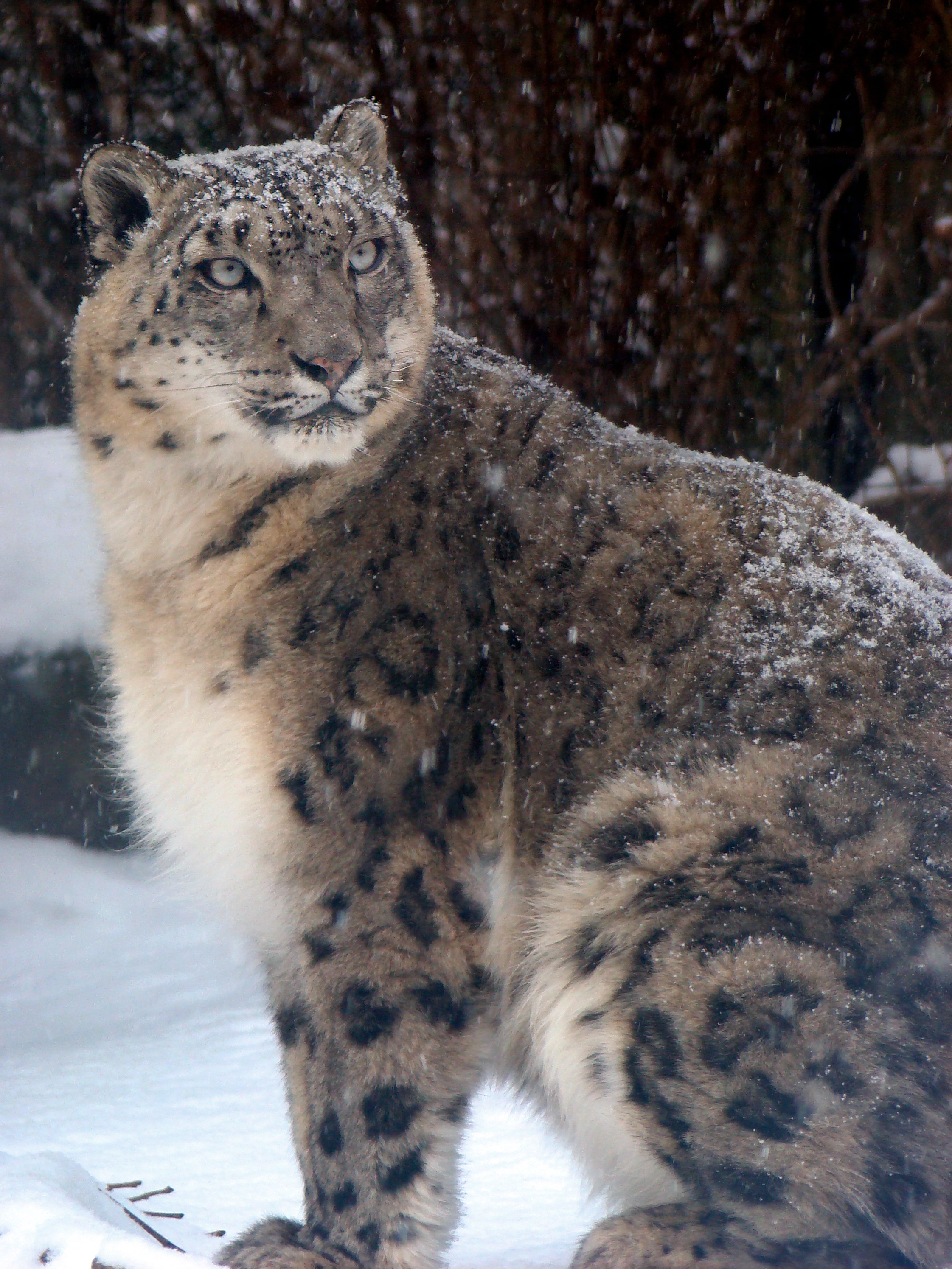 apple snow leopard species