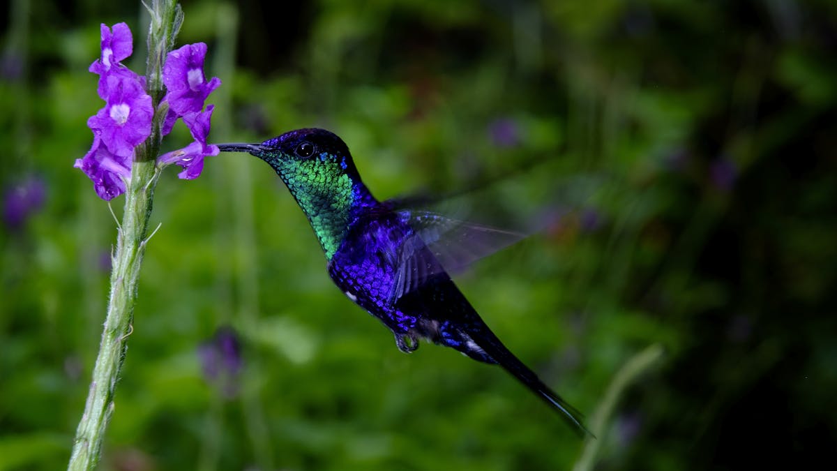 Hummingbirds: small, but mighty impact | One Earth