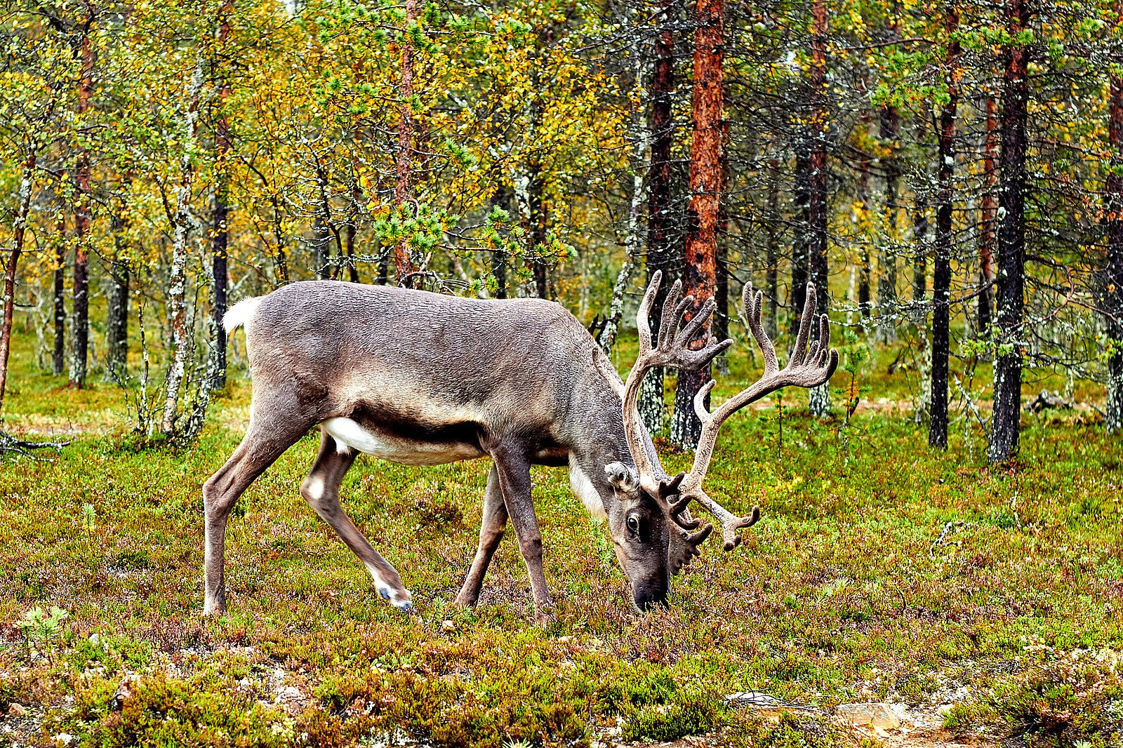 land of the taiga biome special use