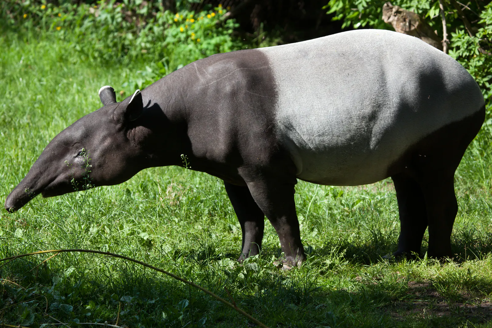 Protecting and reconnecting Southeast Asia’s forests is essential for endangered Malayan tapirs, whose populations are threatened by habitat loss, fragmentation, and roads. Image Credit: © Wrangel, Dreamstime. Protecting and reconnecting Southeast Asia’s forests is essential for endangered Malayan tapirs, whose populations are threatened by habitat loss, fragmentation, and roads. Image Credit: © Wrangel, Dreamstime.