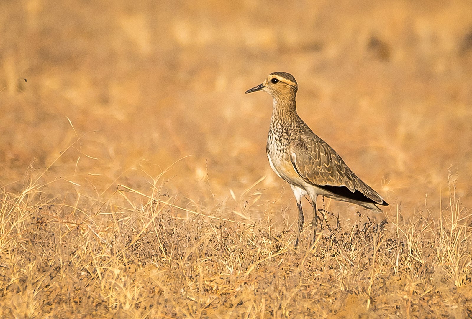 kirghiz steppe grassland