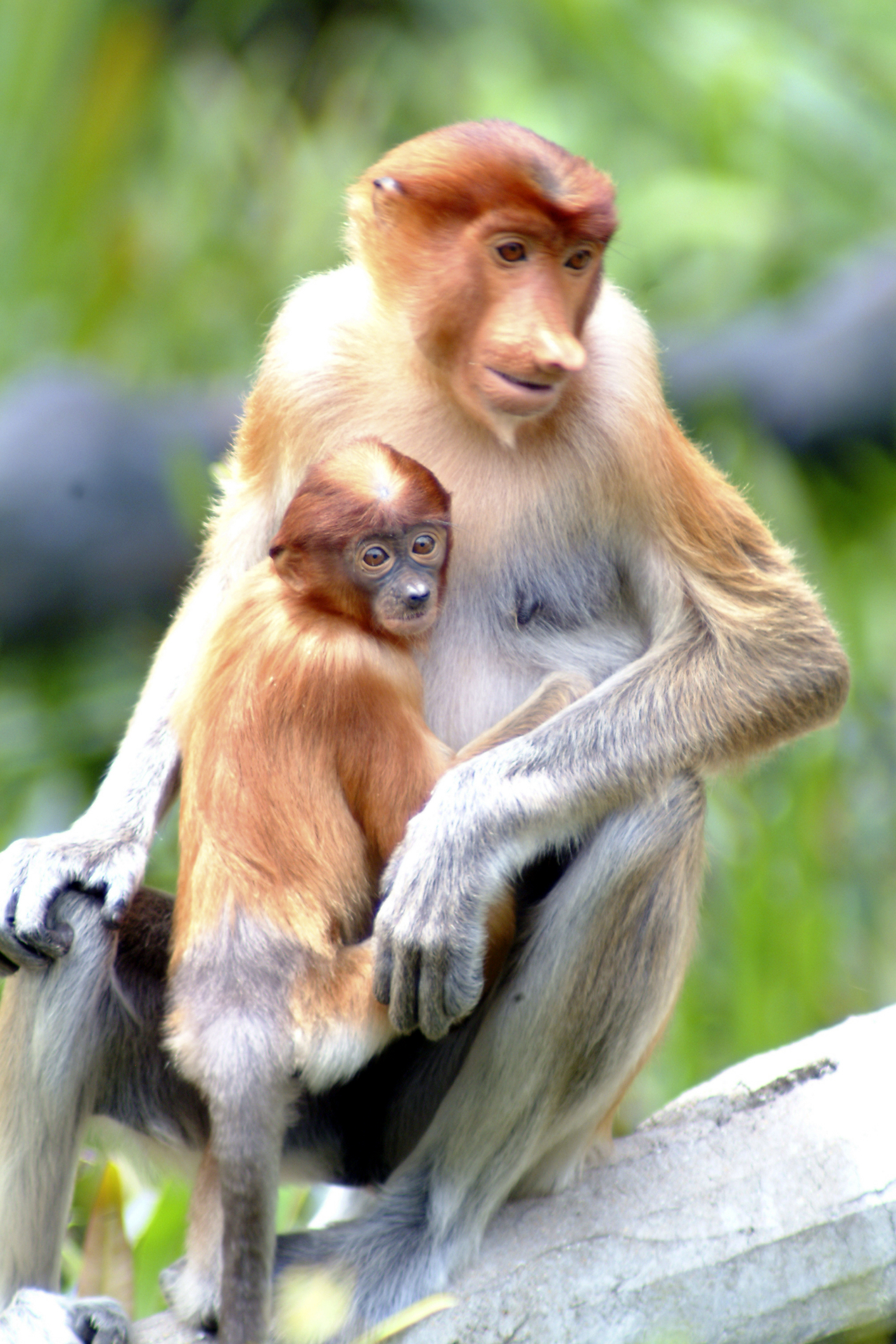 Mother proboscis monkey with baby in Kinabatangan, Sabah, Malaysia. Image Credit: © Bokgallery | Dreamstime.com.