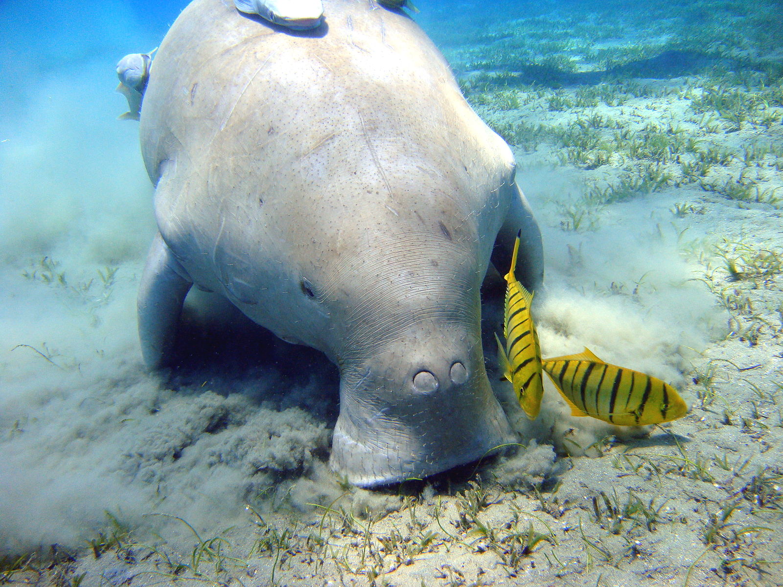 Dugong digging in the sand. Image credit: Julien Willem, CC by 3.0