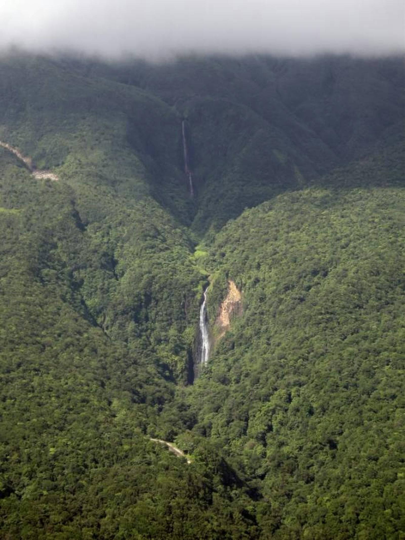 Leeward Islands Moist Forests