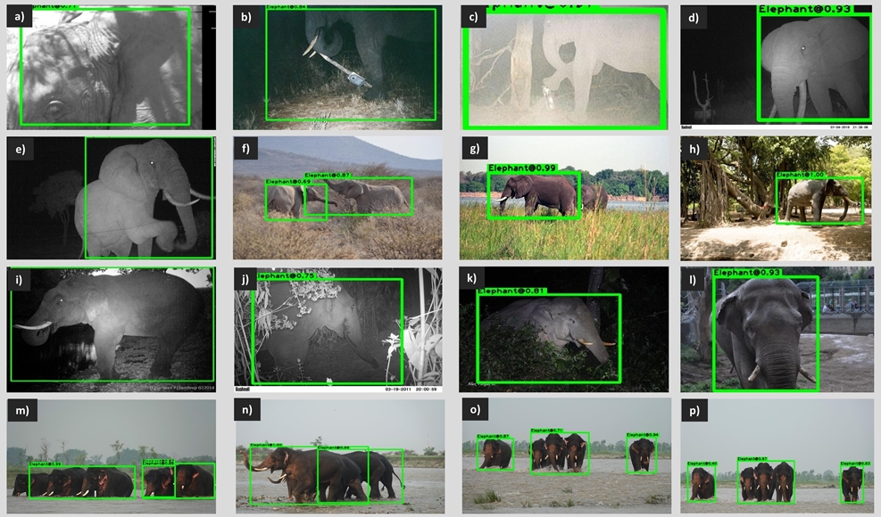 This panel of images illustrates inference results from CVEDIA’s Elephant Detector.