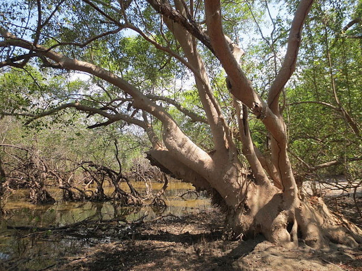Heritiera fomes: mangroves that hold more carbon than terrestrial forests