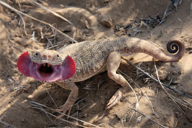 The toadhead agama's striking threat display. Image Credit: Antoshin Konstantin, Wiki Commons.