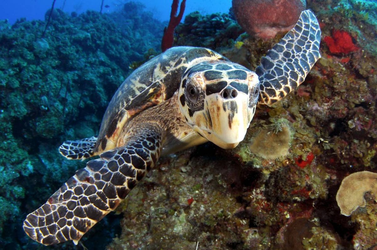 How saving hawksbill turtles is achievable through community-led conservation