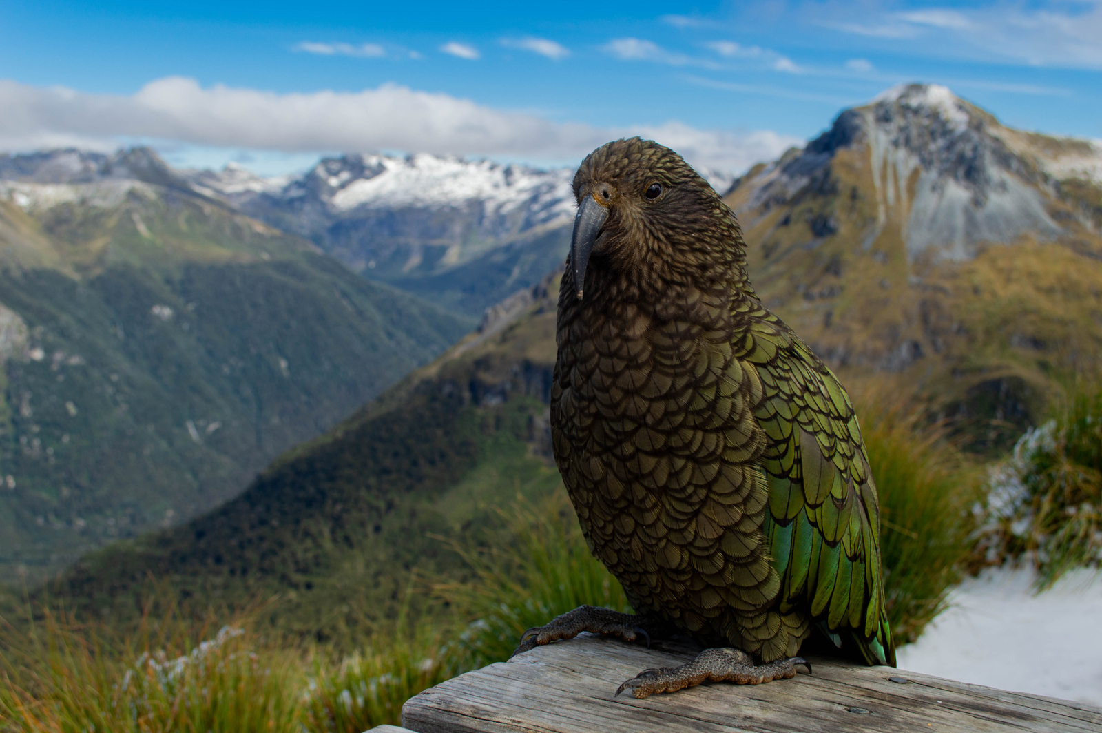 Kea parrot in front of mountain range; Kepler Track, New Zealand. Image Credit: © Jannikmohr | Dreamstime.com.
